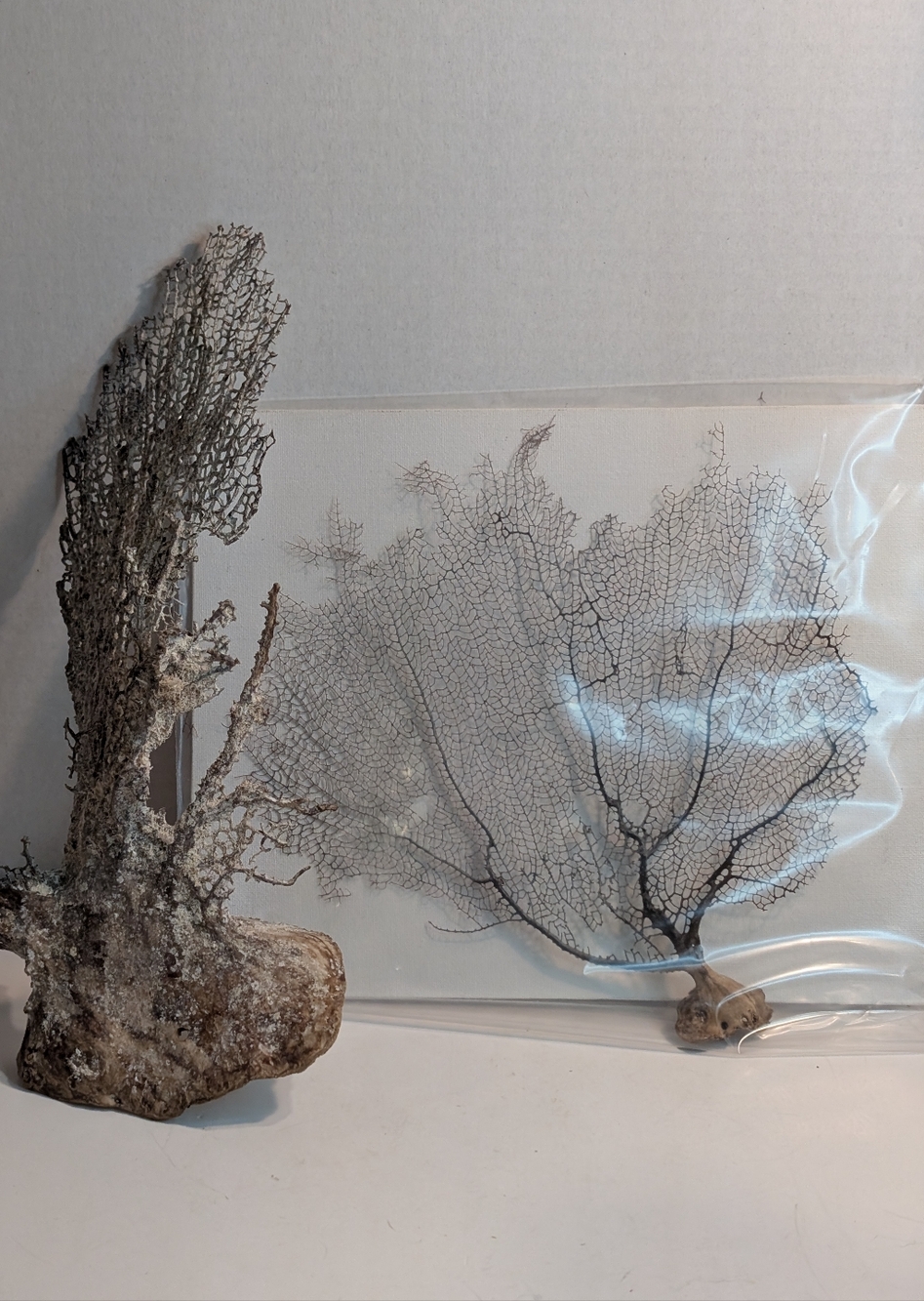 Two Natural Fan And Black Coral Tree Branch, Sea Fan. Thrifted